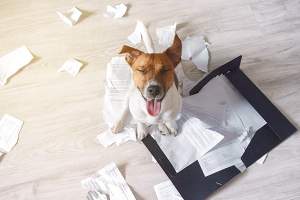 Ein Hund hat Papiere aus einem Ordner gefressen