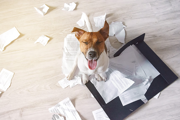 allsafe: Ein Hund hat Papiere aus einem Ordner gefressen
