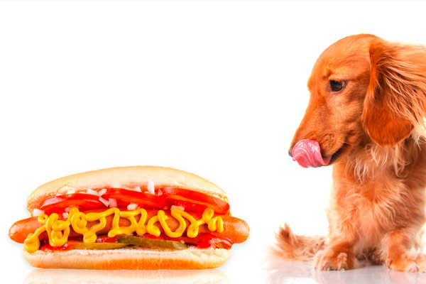 Hund guckt auf Hotdog